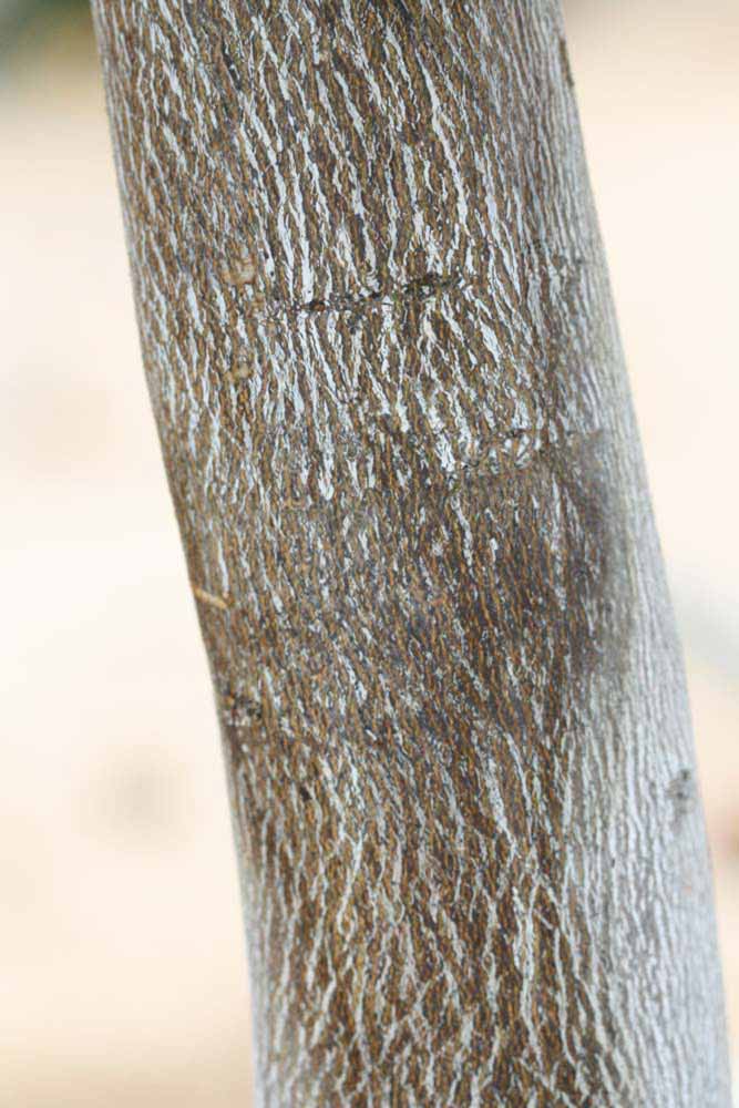            Bark (Riverside, CA)   